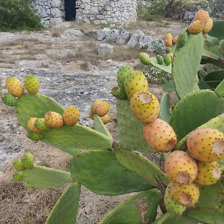 Nyaraló Liama Sull'aia *